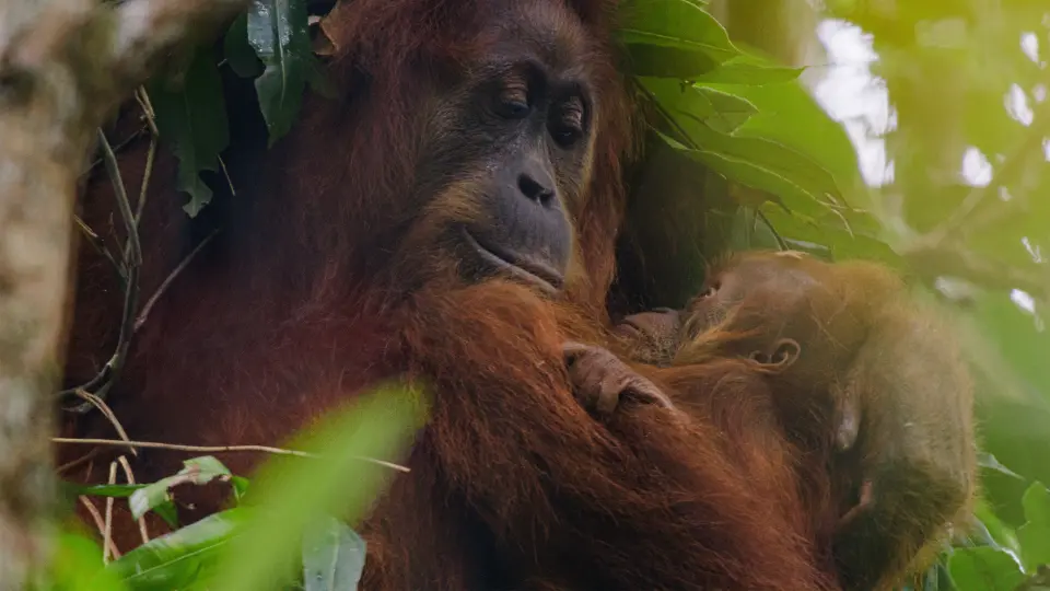 Orangutan Full