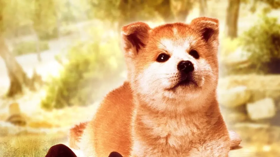Câu Chuyện Về Chú Chó Hachiko Full
