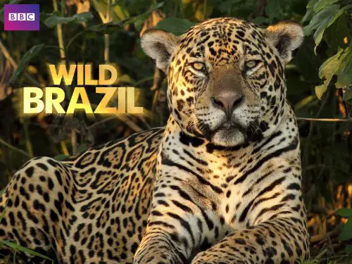 Thiên Nhiên Brazil Hoang Dã 1