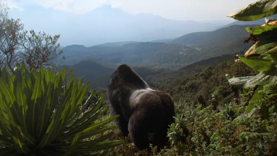 Hành Trình Của Khỉ Đột – Qua Giọng Kể David Attenborough Full