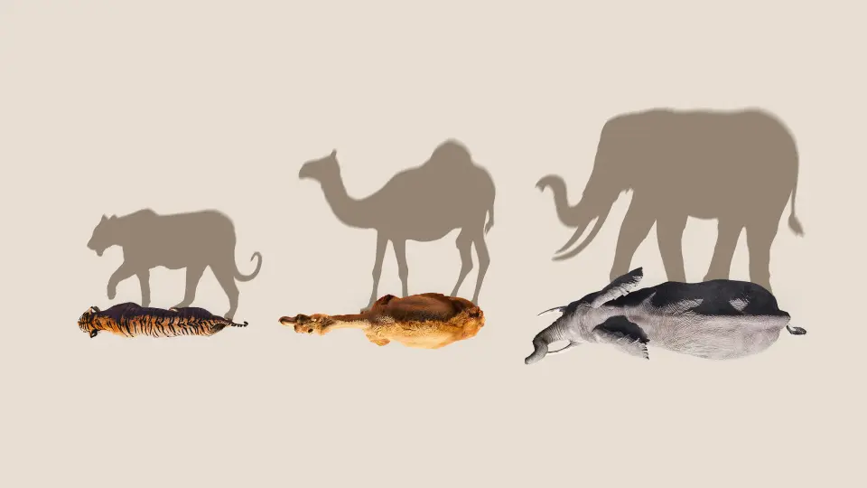 Mammals (2024) 1