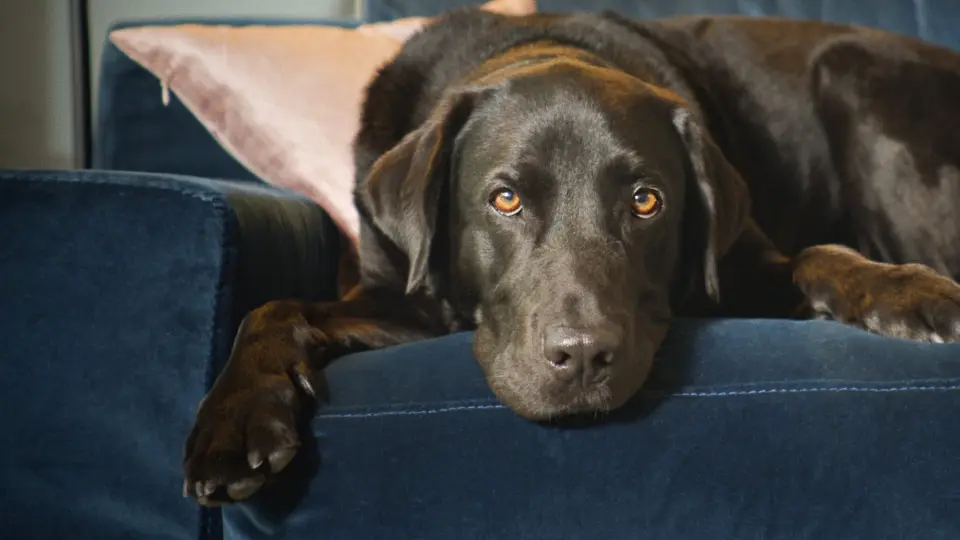 The Secret Life Of Our Pets 04