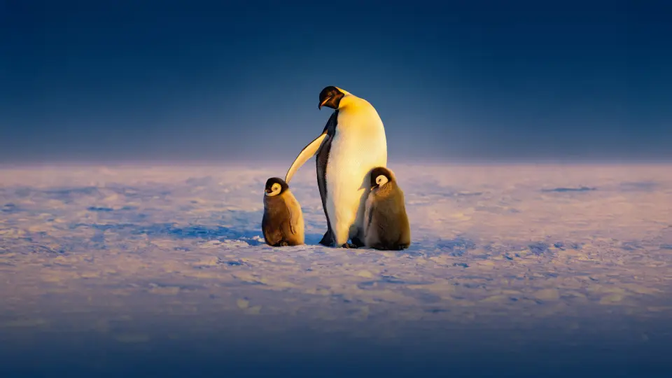 Secrets Of The Penguins 1