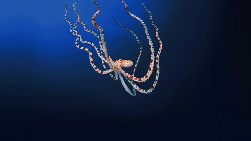Secrets Of The Octopus 1