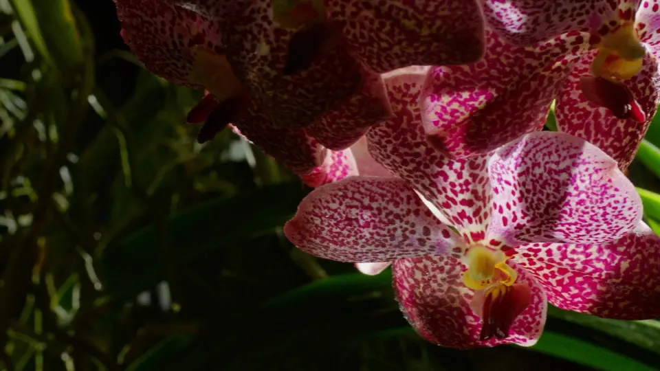 Kingdom Of Plants 03