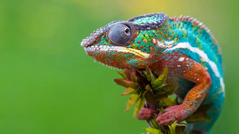 Madagascar 2011 04