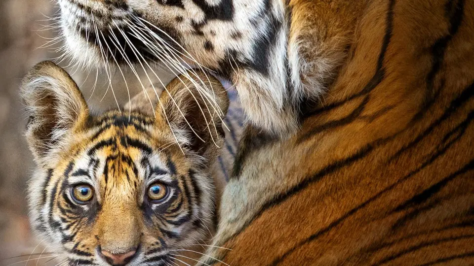 Tiger Full