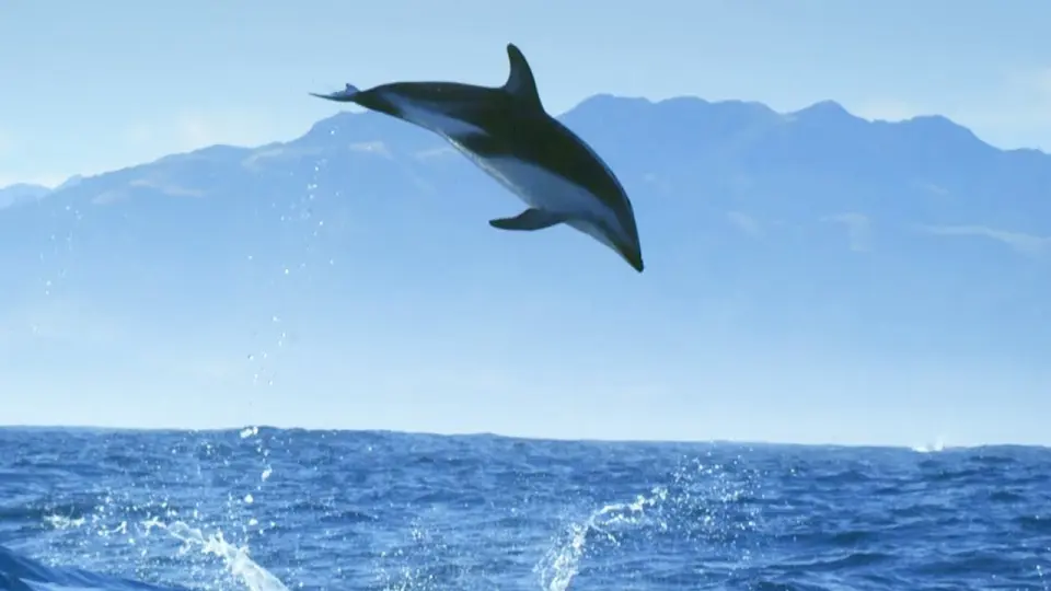 Diving With Dolphins Full