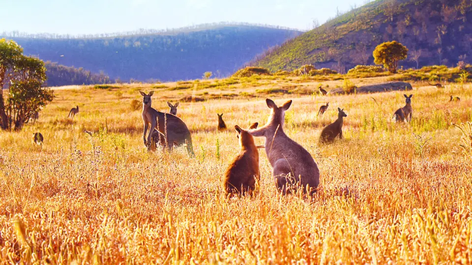 Thung Lũng Kangaroo Full