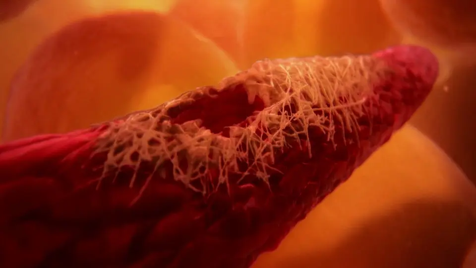 Inside The Human Body 04