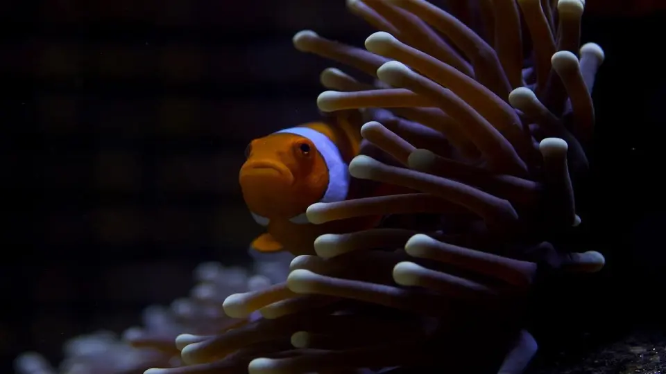 Great Barrier Reef 1