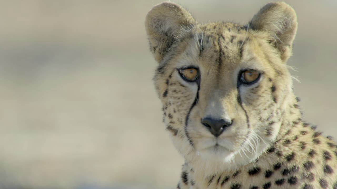 Africa'S Claws And Jaws Full
