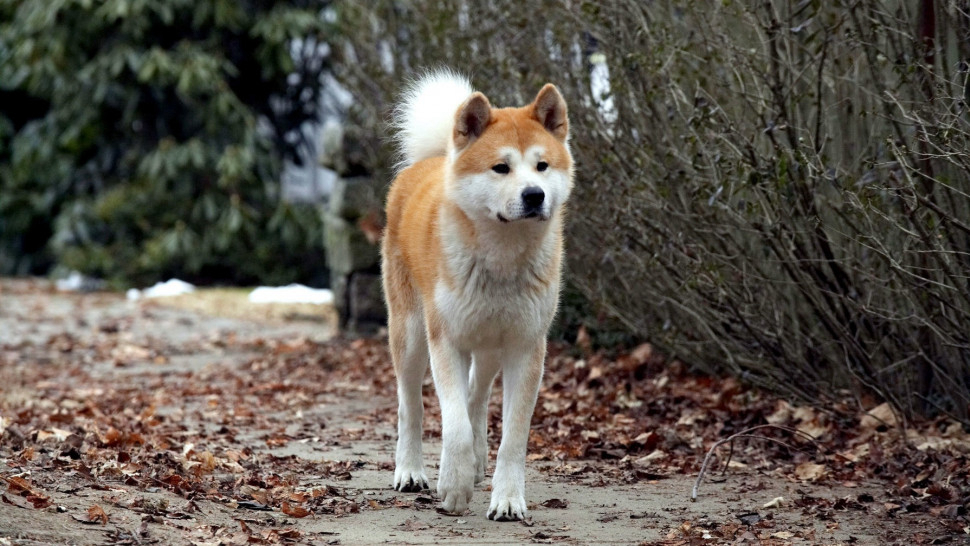 Hachi: A Dog'S Tale Full