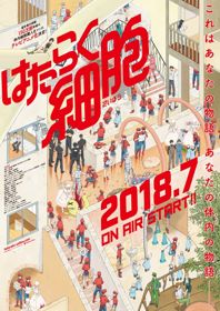 Hataraku Saibou 1